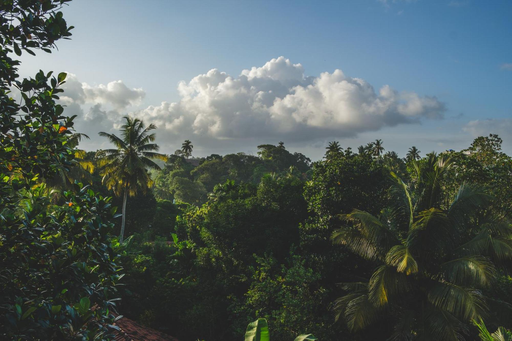Hotel The Jungle View Mirissa Esterno foto